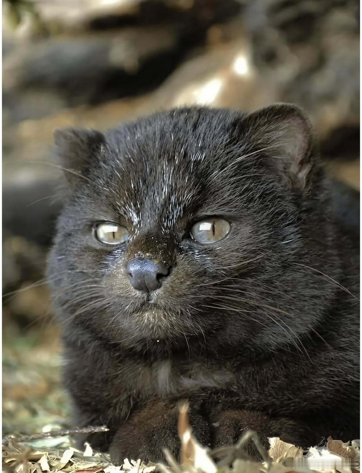 摄影师蹲到黑化智利猫：全世界最小的野猫之一，野外几乎拍不到📸摄影师埃明·泰赫