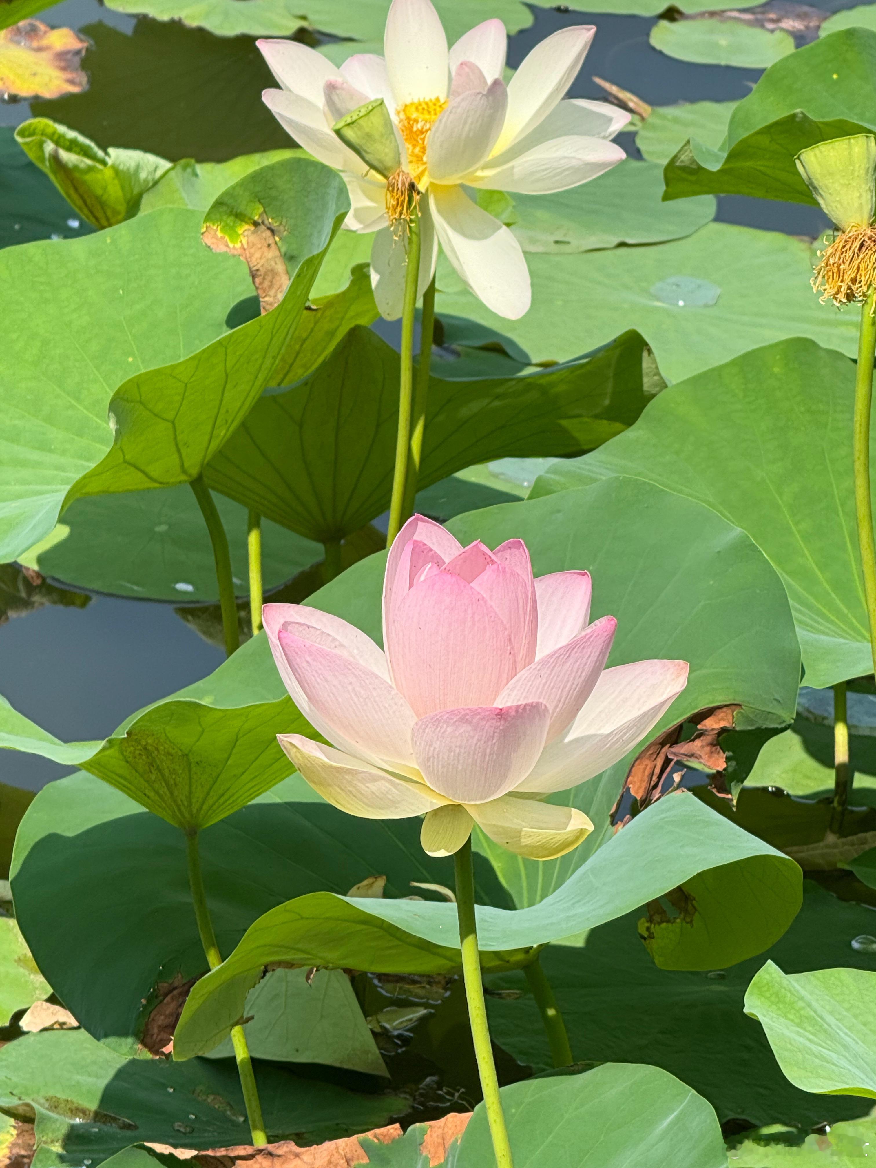 下周三为农历的七夕节，这周的能量主要是秋季金的能量变旺，人缘方面的容易有好的现象