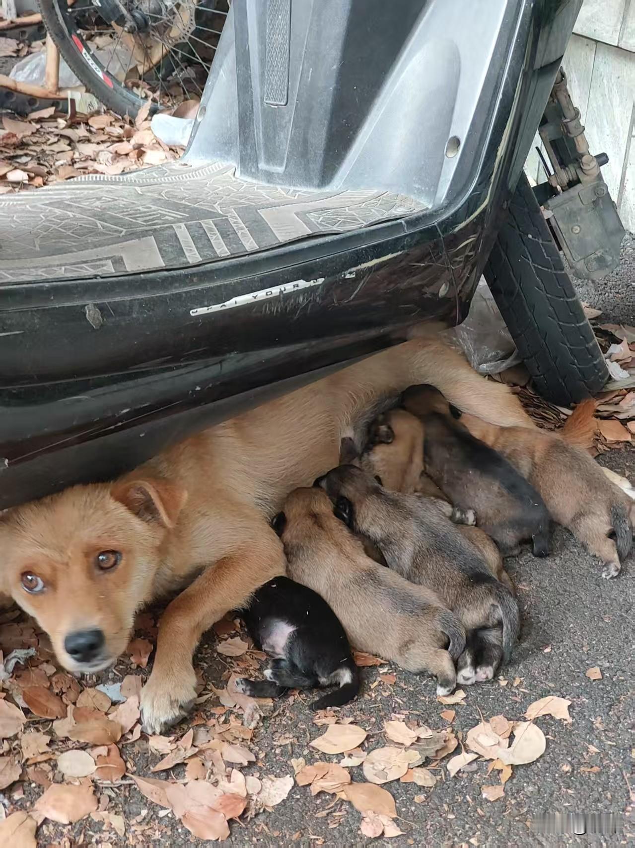 这么大的世界，却没有它们的一个家！这天，一位环卫阿姨去打扫公园的一个角落，当她到