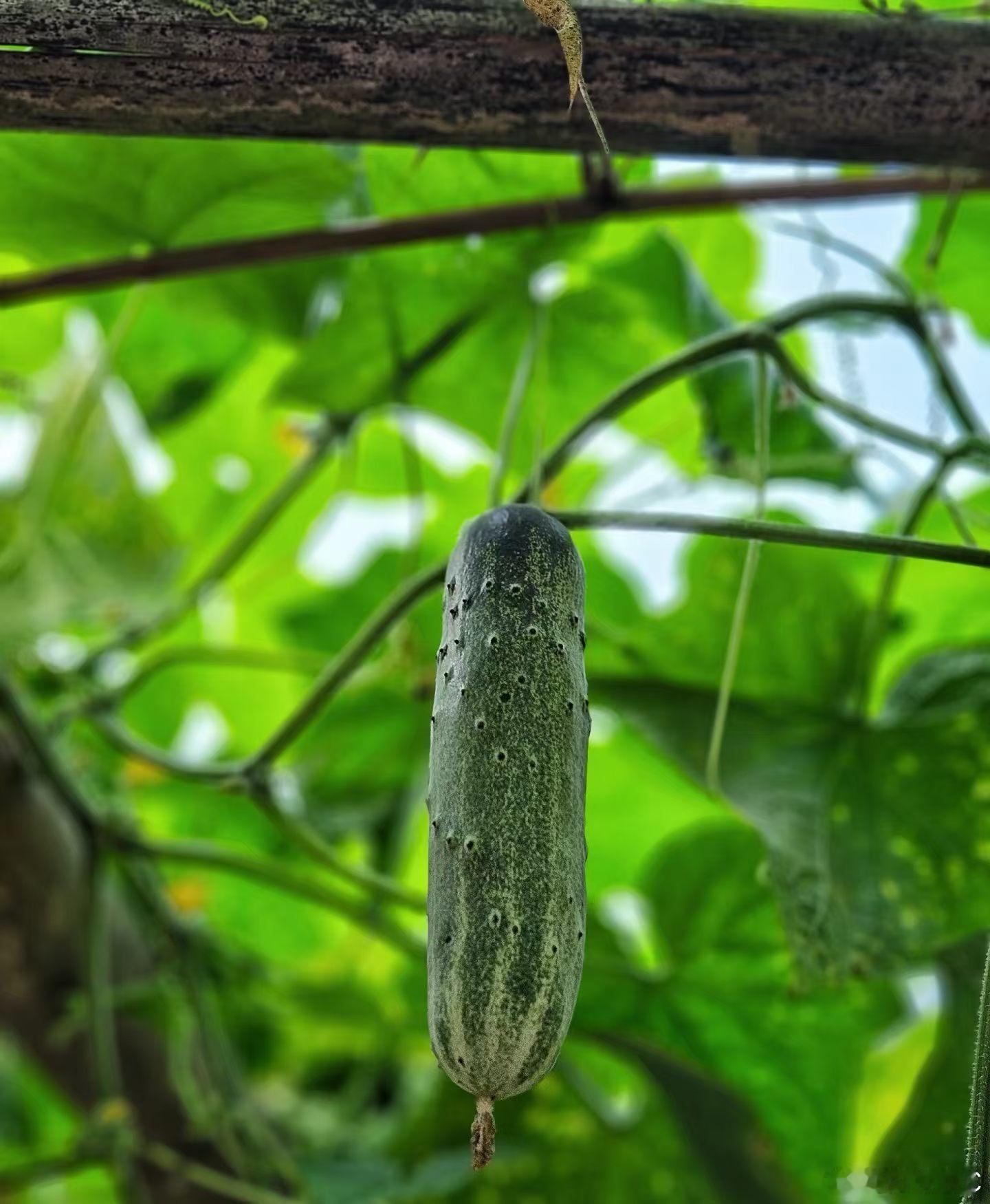 真的是物以稀为贵在老家乡村家家户户都是自给自足有个小菜园，而在深圳你如果有个几亩