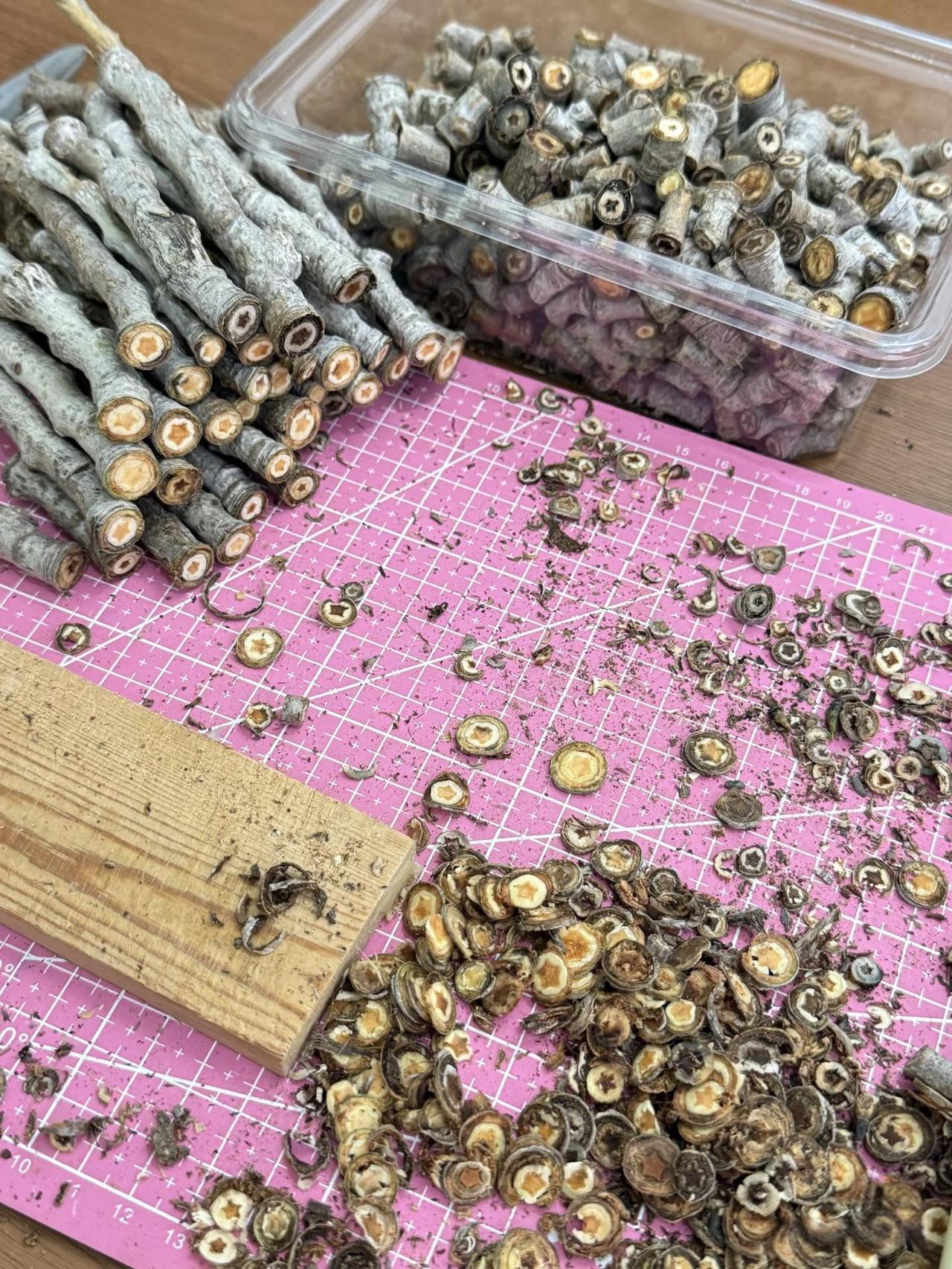 这是什么树？里面都是小星星