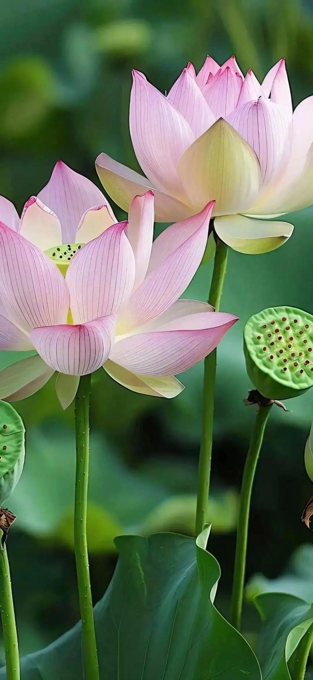 今年天气很清凉，清风明月在身旁。其他地方都喊热，避暑胜地世无双。背山面海