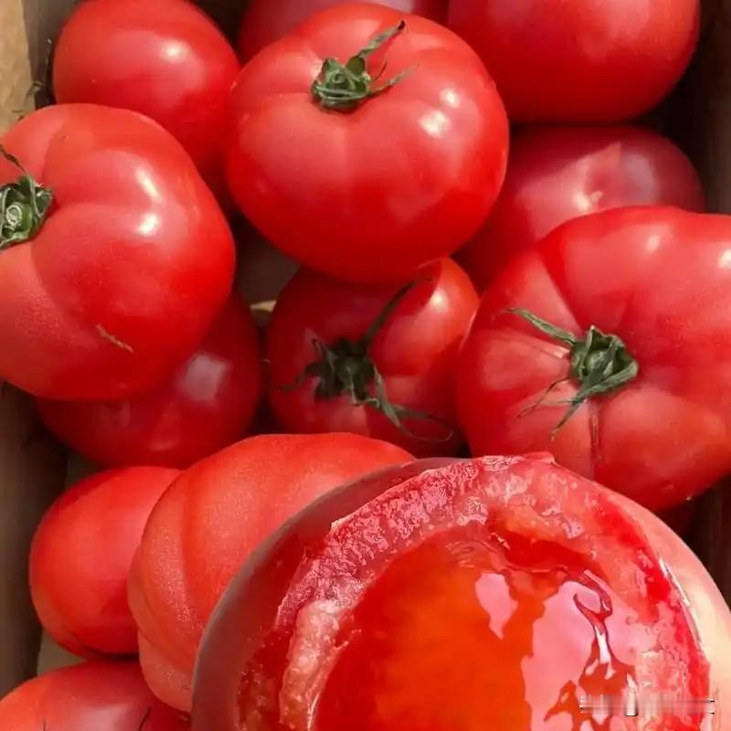 老农户种番茄省钱技巧！少用肥少打药，番茄挂满枝种番茄最怕啥？不是病