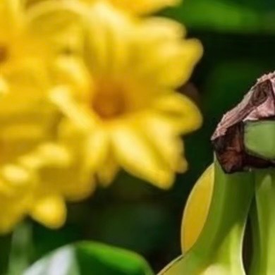0000香蕉种植方法1.选苗定植优先选脱毒组培苗或健壮吸芽苗，选土层深厚、排水