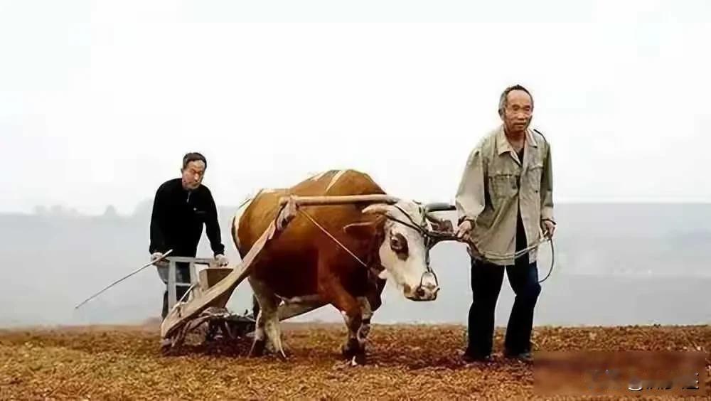 南街村富了，大寨没散，集体路走通了2025年11月，中央一号文件再次提到乡村