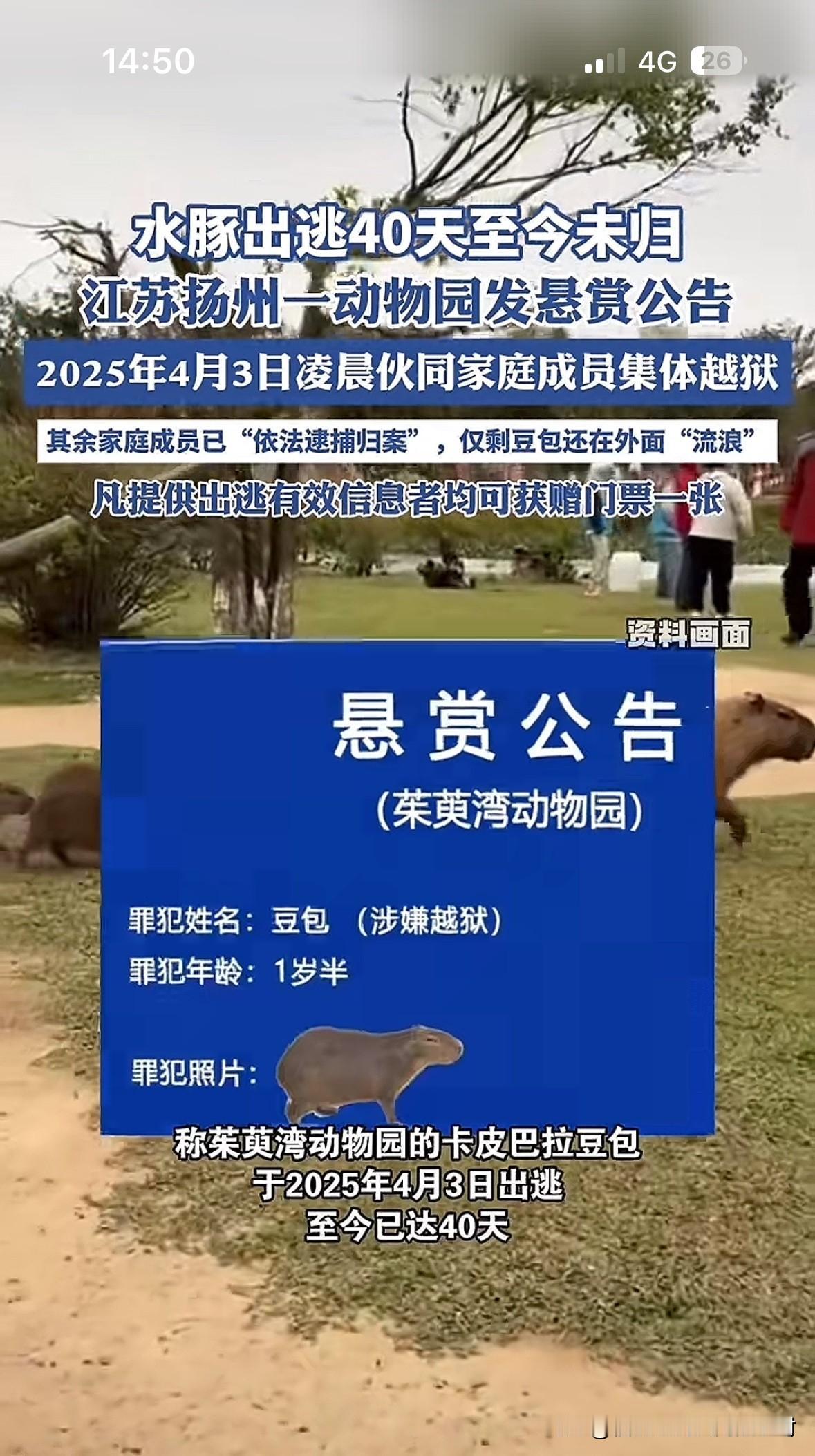 水豚豆包出逃，动物园悬赏竟只给一张门票？！扬州茱萸湾动物园的水豚豆包出逃了，