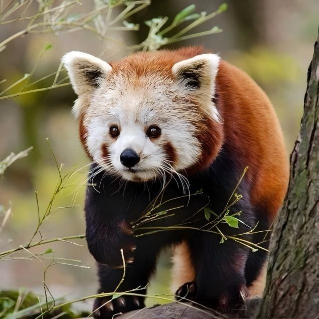小熊猫是国家二级保护动物，但它们的生存正面临威胁。因为栖息地破坏和非法捕猎，野生