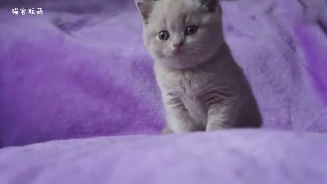 臭臭猫简谱_儿歌简谱