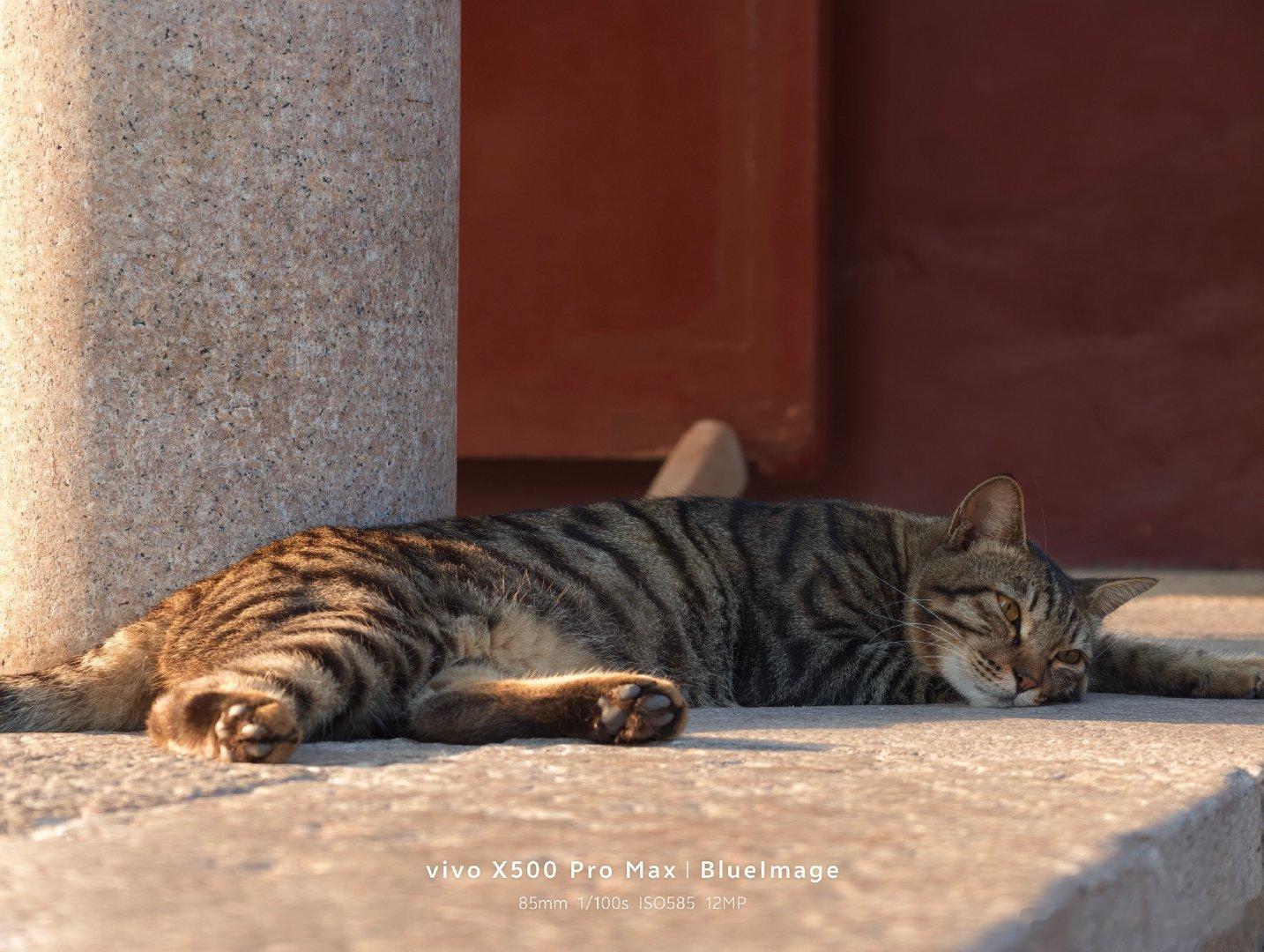 假期快结束了，发点小猫咪。​