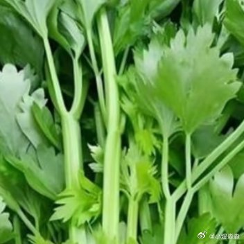 芹菜的种植方法:1、种植时间芹菜对环境的适应性较强，可以一年四季播种种植，但育苗