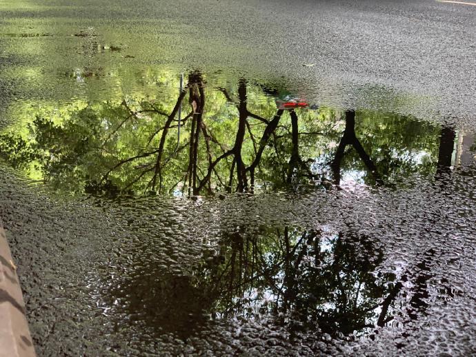 低头也可以看树