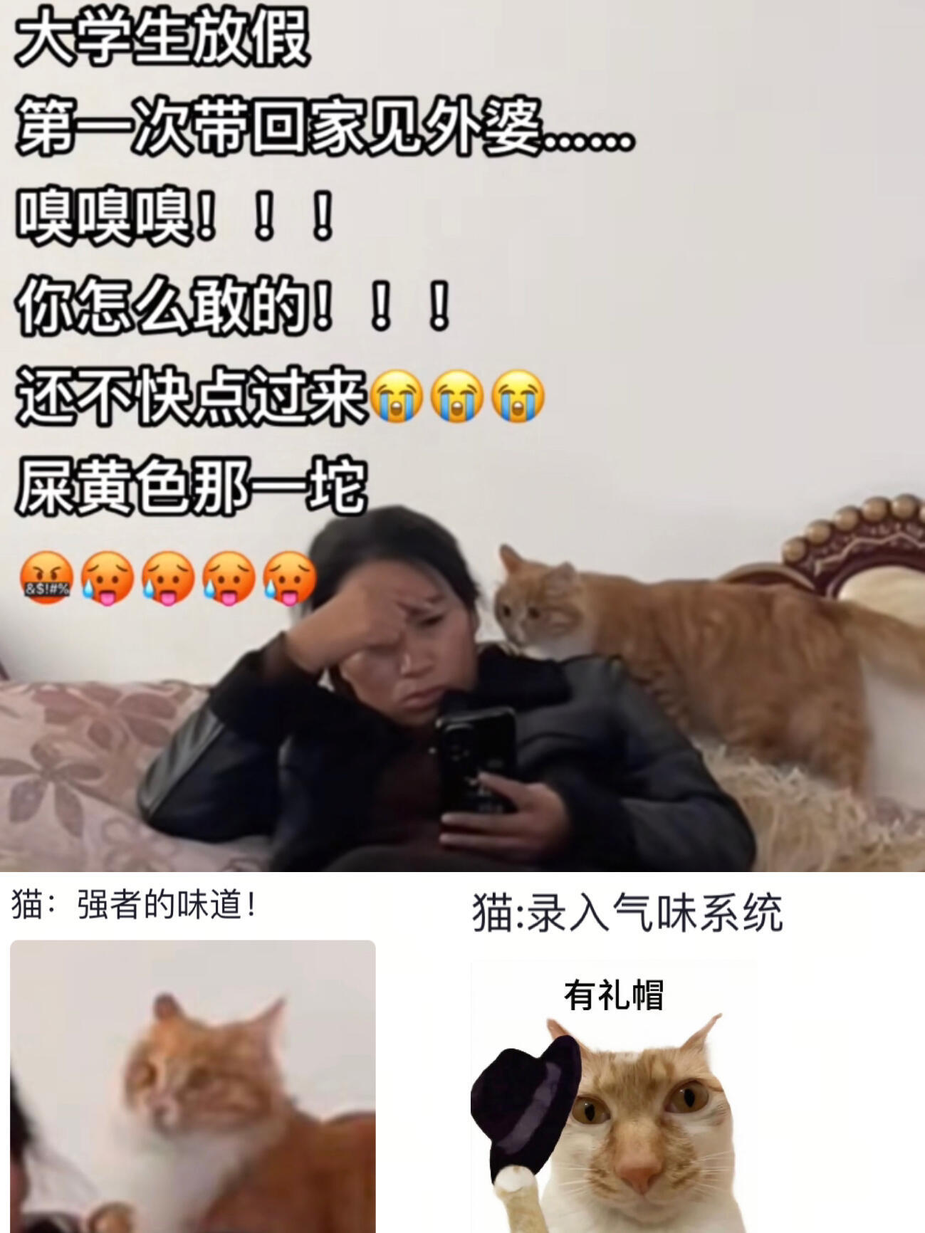 猫：你身上好像有权利的味道🤣👌