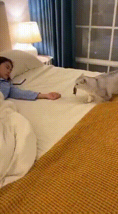 猫：这是我给你带的饭！人类：大可不必！网友睡醒一睁眼，差点魂都吓飞了。