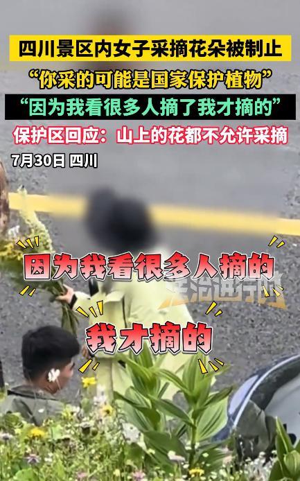 “必须严惩！”7月29日，四川阿坝州，一女子在景区内突然停车，跑到草地中采摘花朵