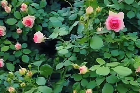 你们有没有发现男女之间？一个男人如果，真心实意的愿意帮助你，愿意跟你聊天，其