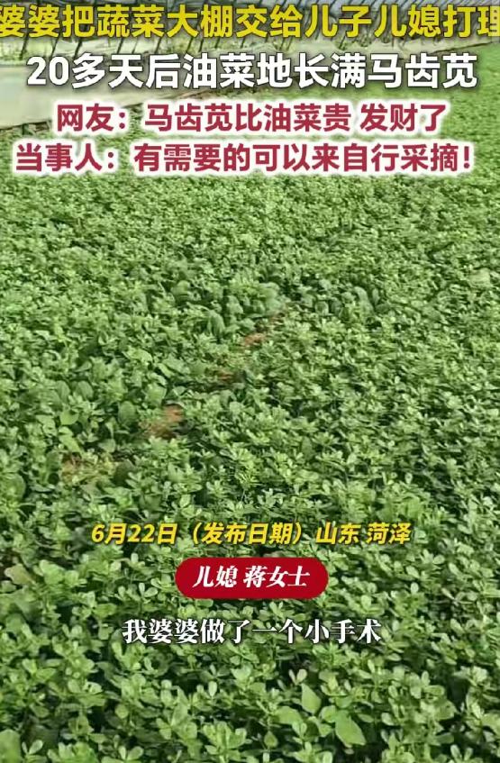 “笑不活了！”6月22日报道，山东，婆婆把蔬菜大棚交给儿子儿媳管理。没想到，20