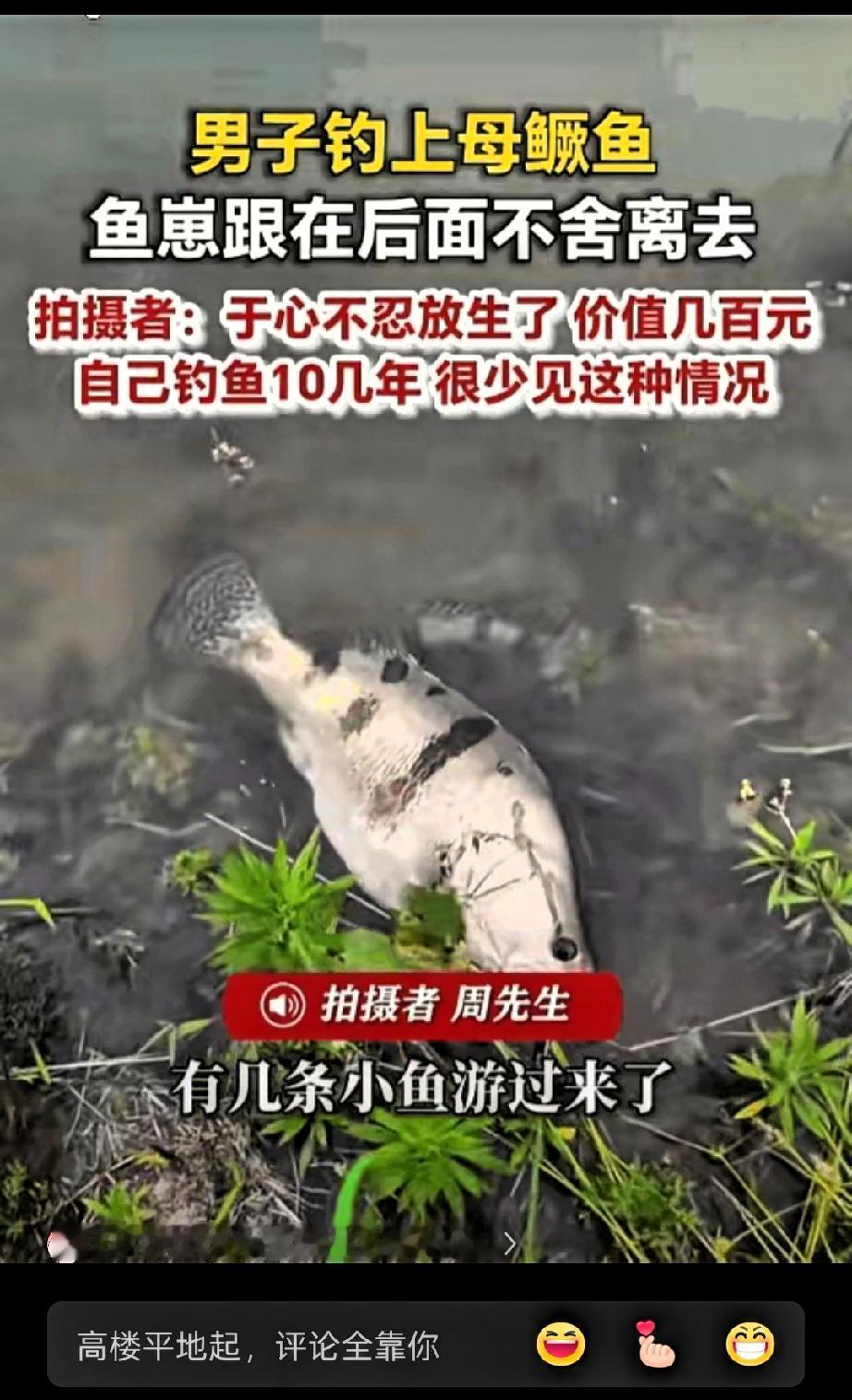 万物皆有灵！河南一男子费半天劲钓了条七八斤的野生大鳜鱼，谁知道他把鱼拴在水里后，
