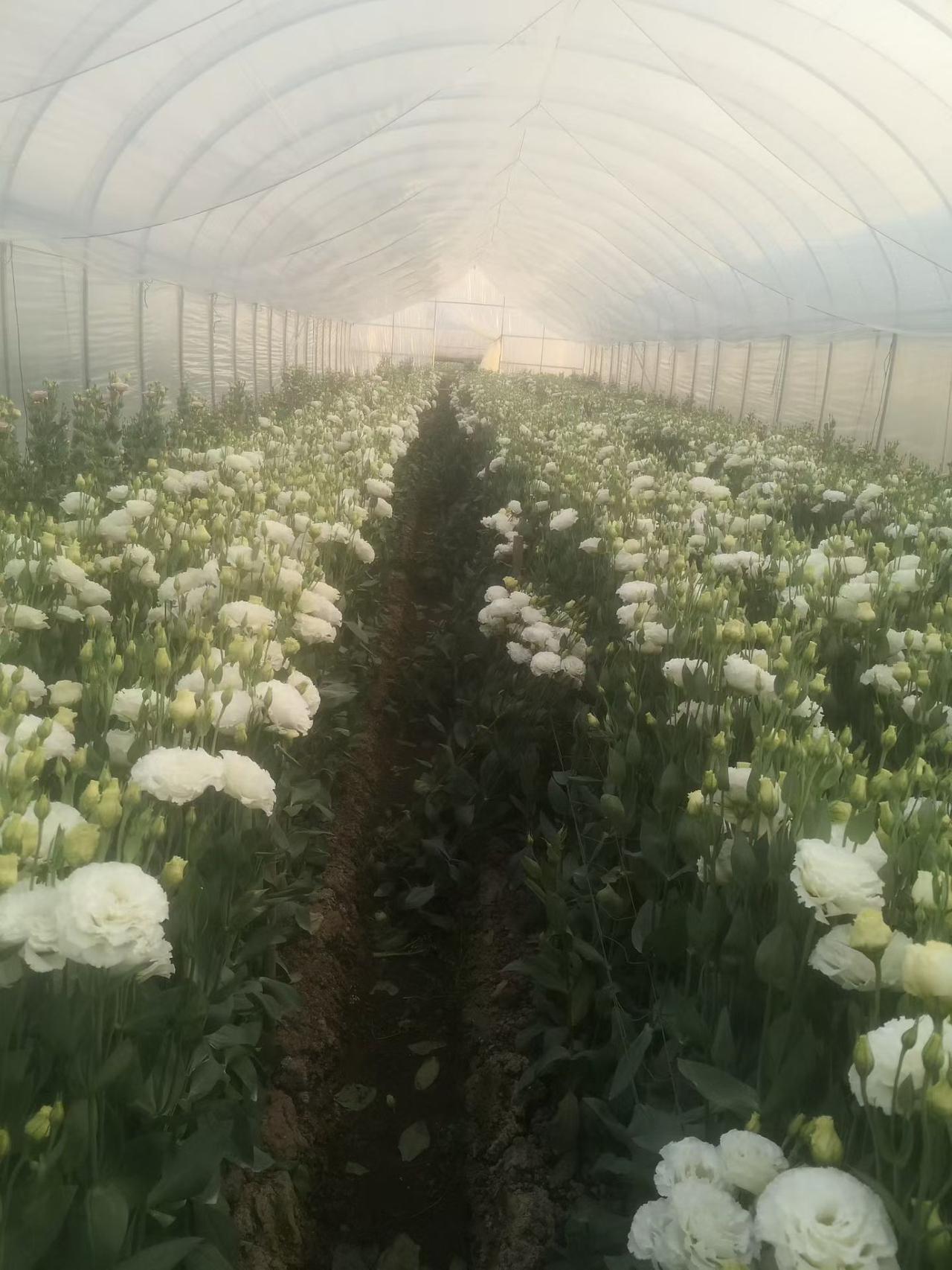 云南省通海县凭借独特的气候条件和肥沃的土壤，成为了鲜花种植基地。这里种植的各类鲜