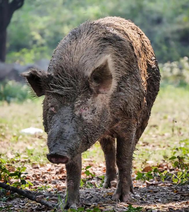很多人不知道，野外碰上野猪，千万不能跑，更不能装死，虽然野猪很凶猛，但它有致命的