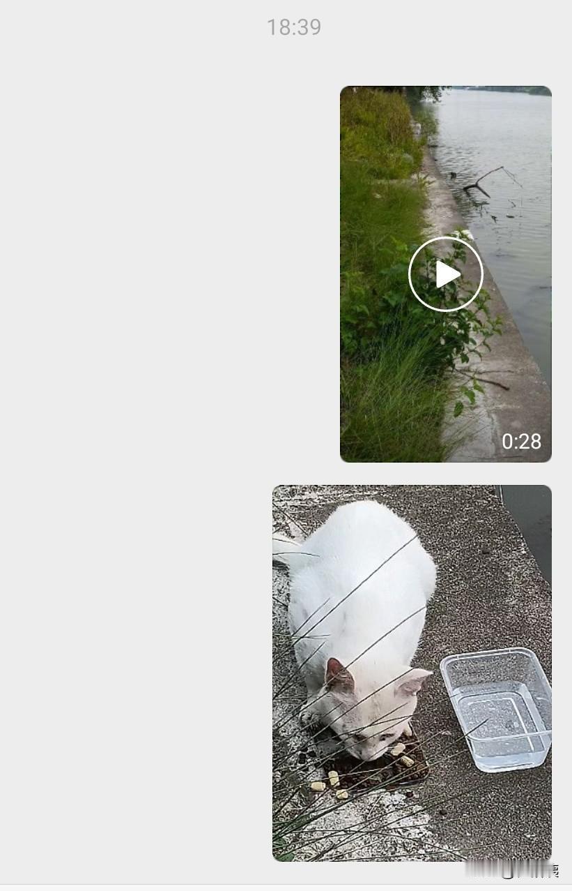 这只白色异瞳的流浪猫，今天水足饭饱。[呲牙笑]老同志下班到家第一句话是：走，喂猫