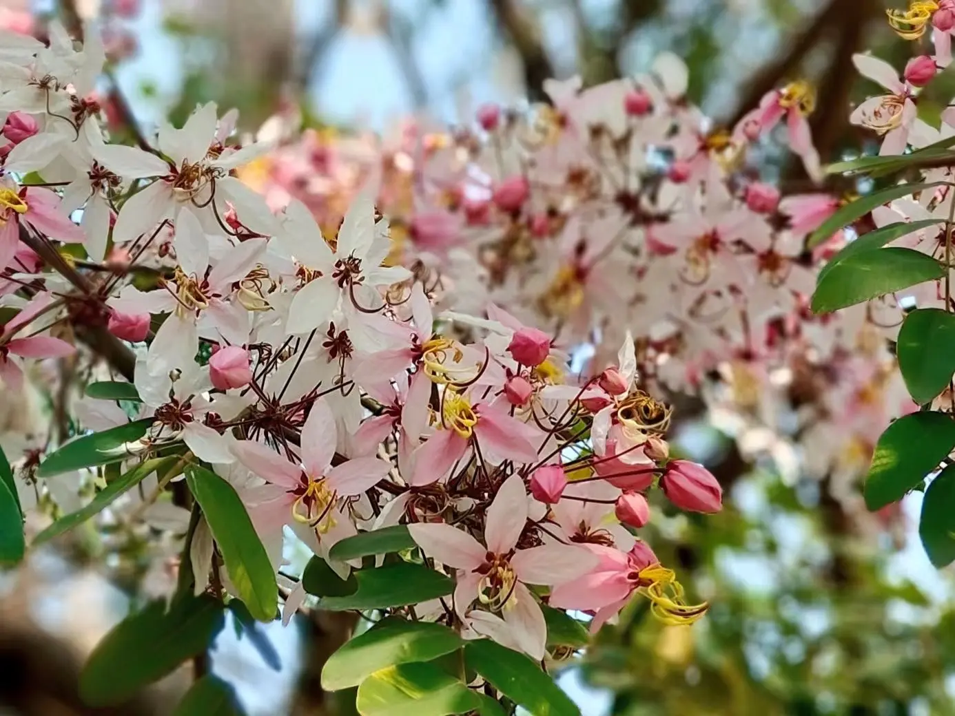 绒果决明（花旗木又叫泰国樱花）     🌸