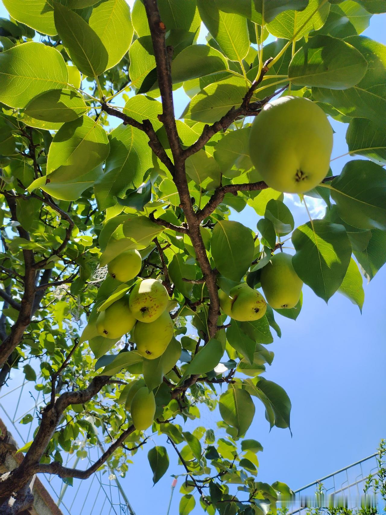 晒晒随手拍摄的果实