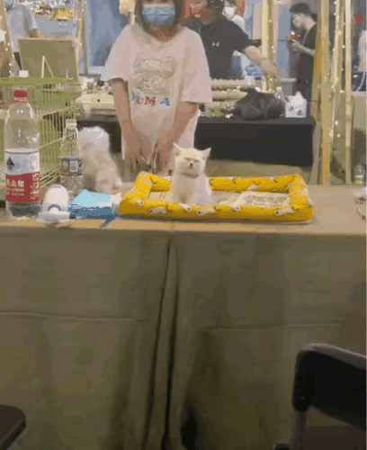 猫：还没睡好就要起床上班