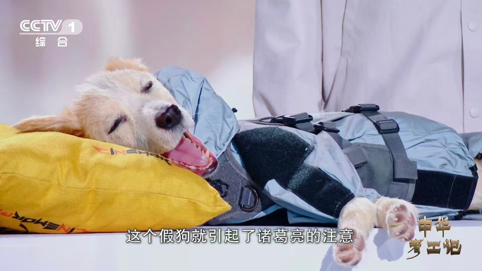 诸葛亮的爱情使者竟是它一只木狗牵起的才子佳人传奇！诸葛亮因木狗识得黄月英才华，木