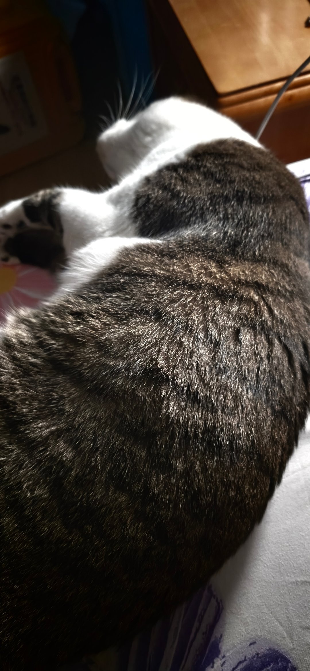 签到签到签到小猫肥嘟嘟