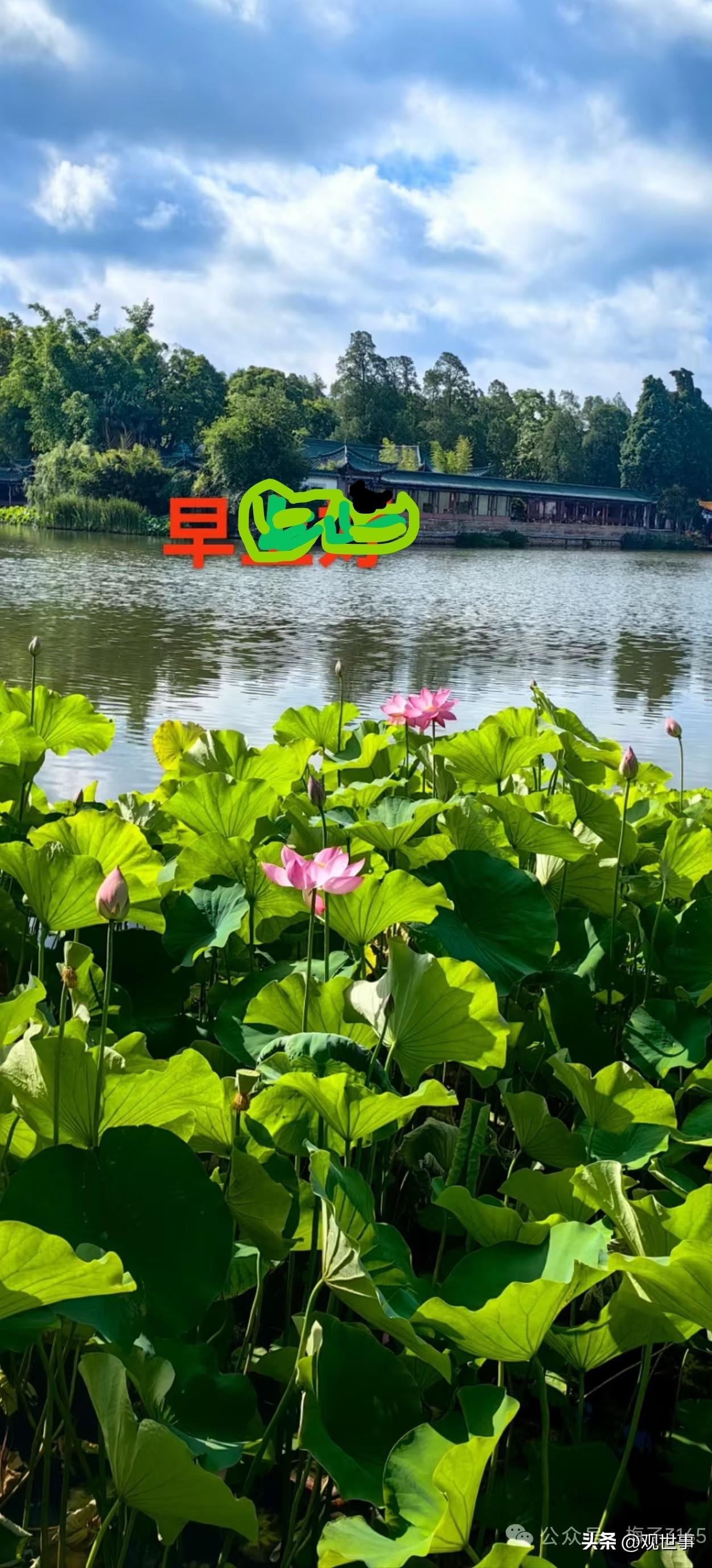 阔天莲叶无穷碧