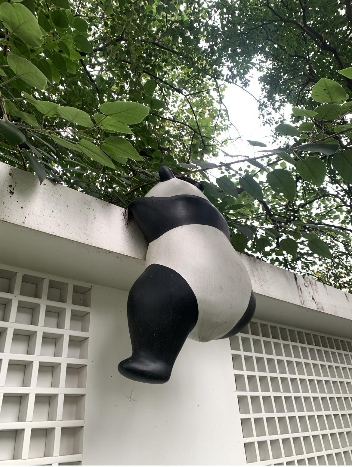 成都的熊猫咋这么喜欢爬墙！作为熊猫之乡，成都到处都有熊猫的雕塑，除了IFS的