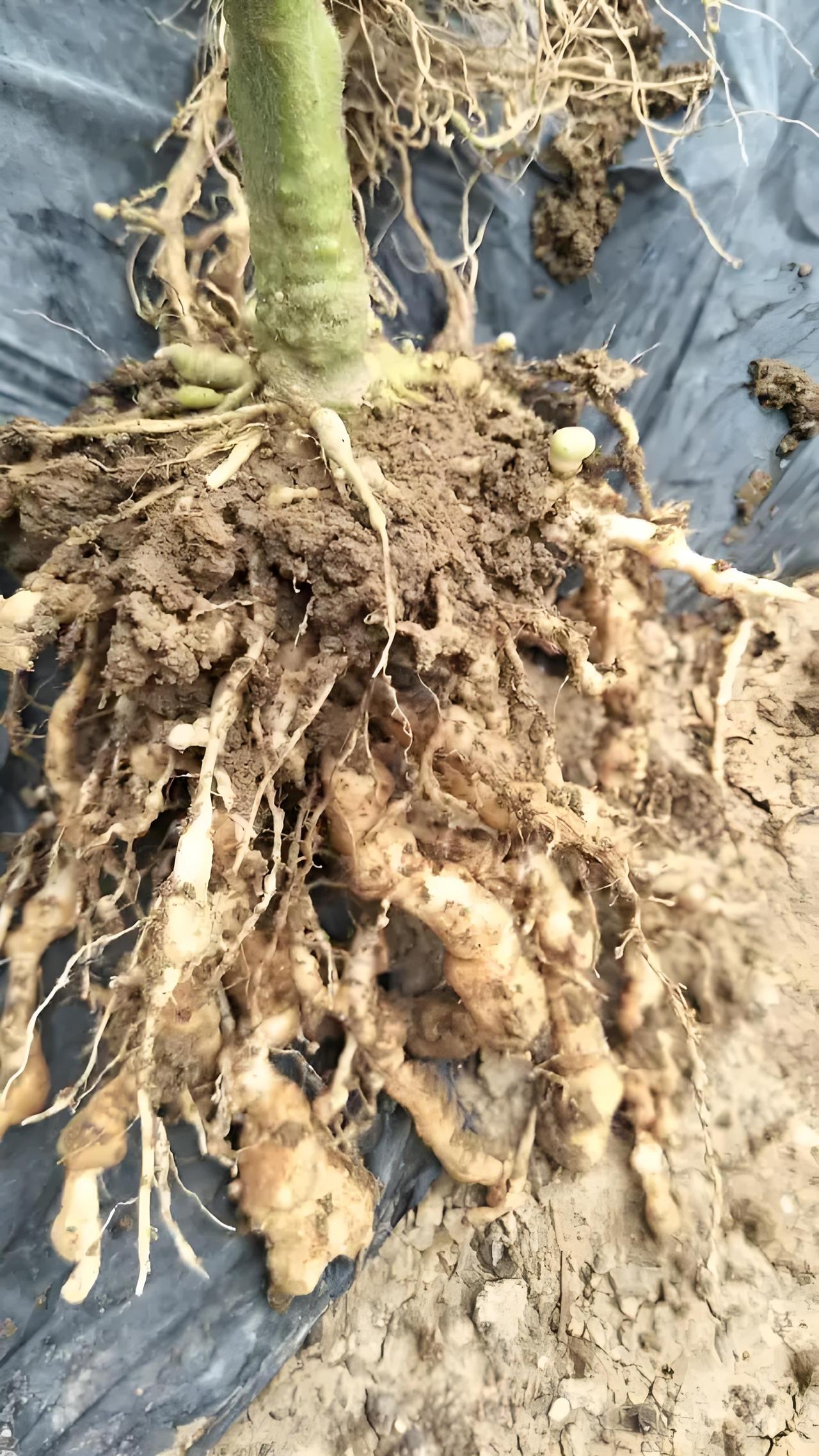 根结线虫怎么产生的+完整预防方案一、根结线虫是怎么产生（怎么进到地里）1