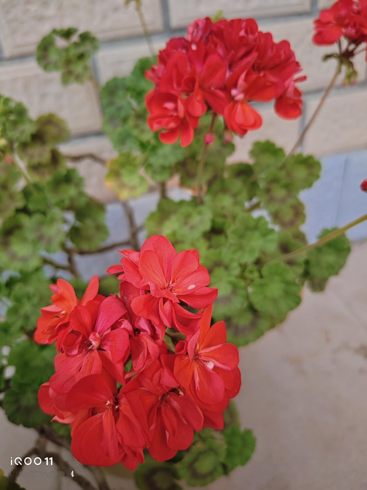 每当看到春天的天竺葵，总会让人觉得它是养花的尽头，因为太能开花了，开的又多又美。