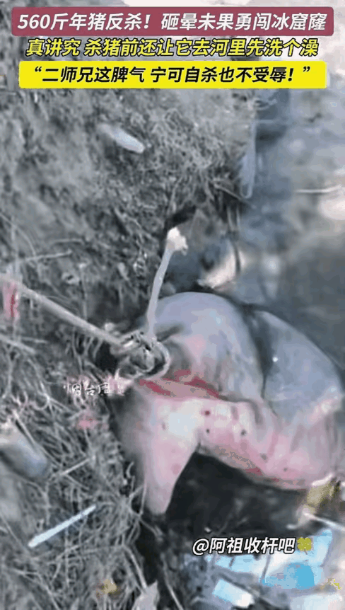 万万没想到！2月10日，山东烟台，一男子家杀年猪，不料，因猪太重，4个人按不住，