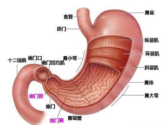 怎么吃都长不胖? 那是因为有胃寒! 中医三招教你这样养胃