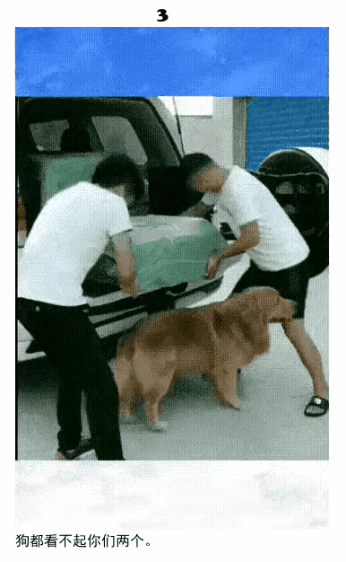 狗都看不起你们俩