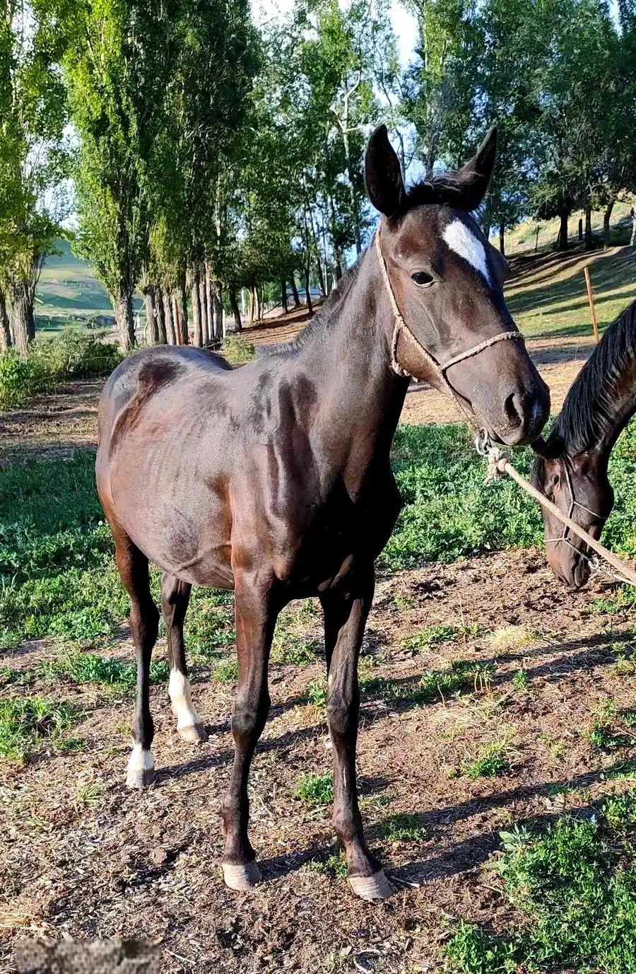 中国每年有470万匹马被屠宰，可是在国内几乎看不到有人吃马肉，这些马肉都去哪了？