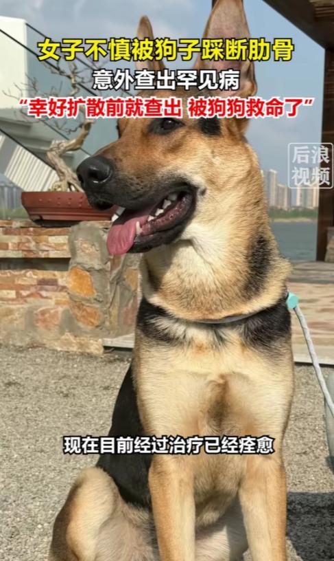 解释不清了！北京一只80斤的牧羊犬，突然跳主人身上，把她踩骨折了，谁料到医院一看