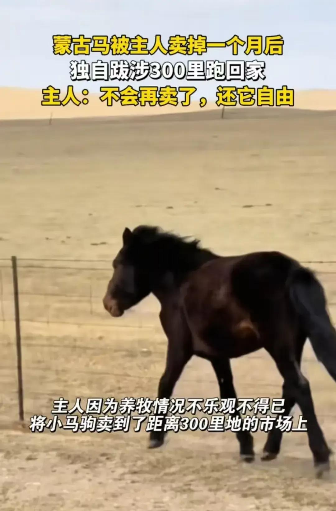 你敢信？蒙古马被主人卖掉一个月后，居然凭着记意和嗅觉，独自跋涉300公里跑回家！