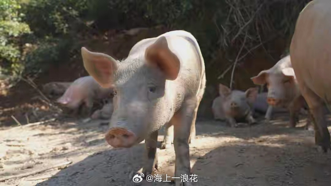 猪价进入过度下跌一级预警区间目前降价不止是猪吧！放眼整个行业商品体系，包括各行业