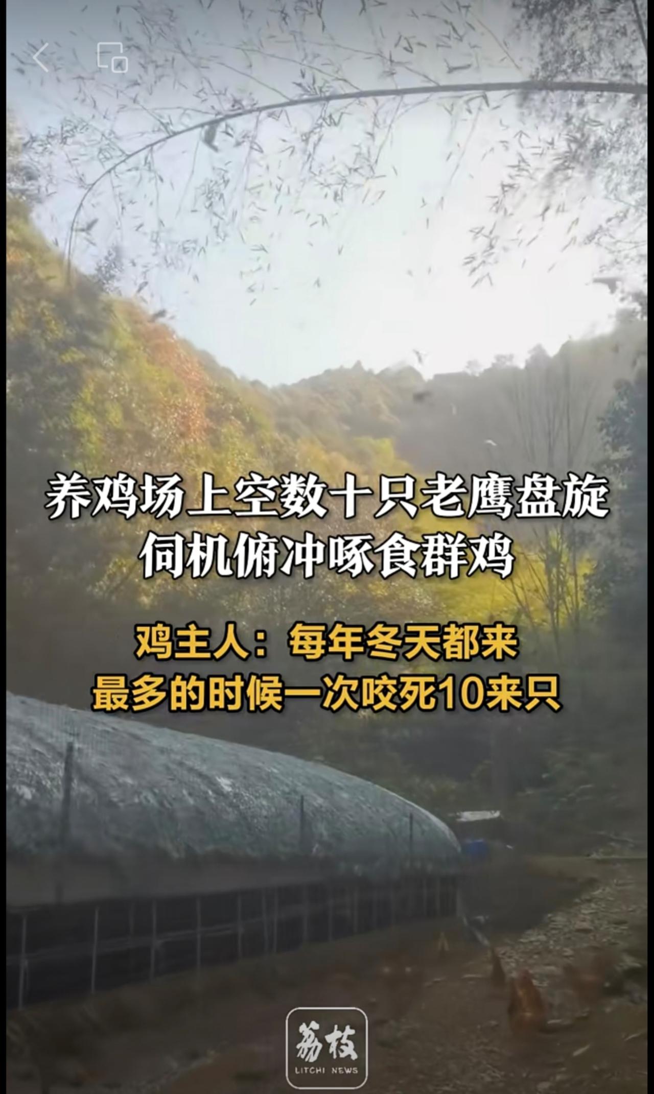 养鸡场上空数十只老鹰盘旋伺机啄食群鸡鸡主人：每年冬天都来，最多的时候一次咬死1