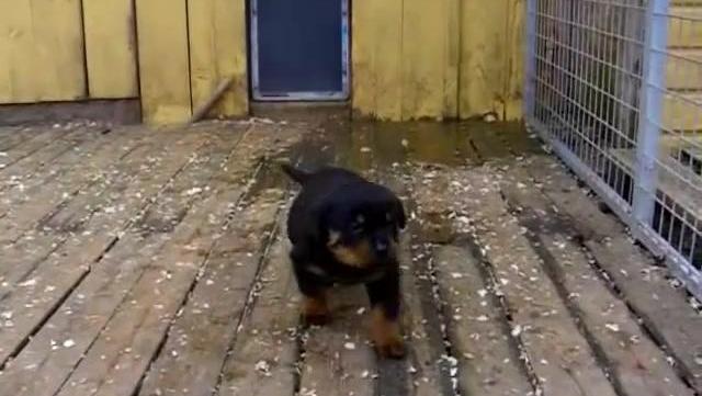 18022064181661110533.jpg?id=0