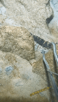 龙虾：不要烦我，我有闪。无限闪。