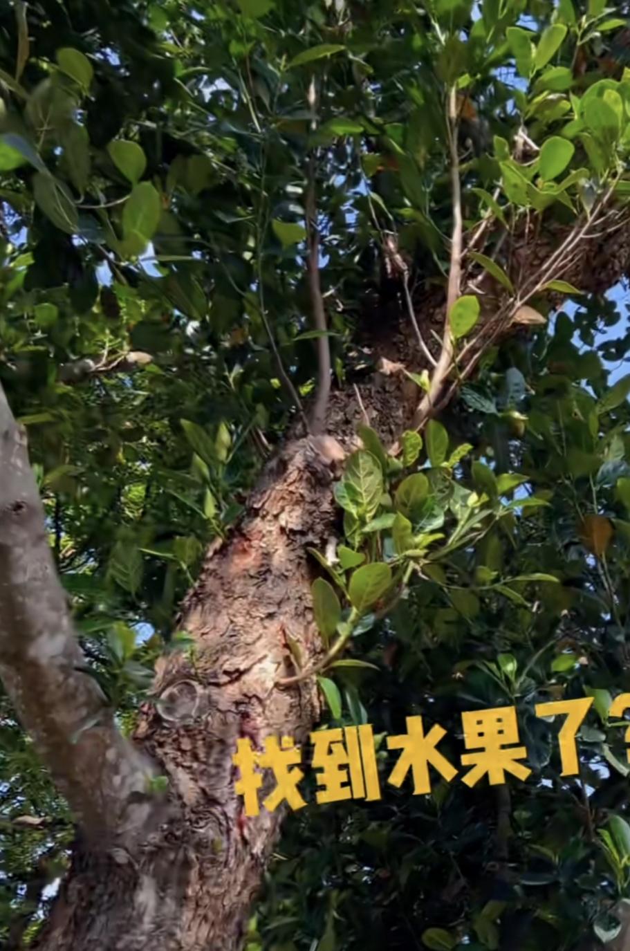 水果树棍子真还是粗壮啊