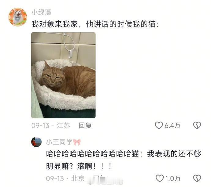当小猫不喜欢你的对象时​​​