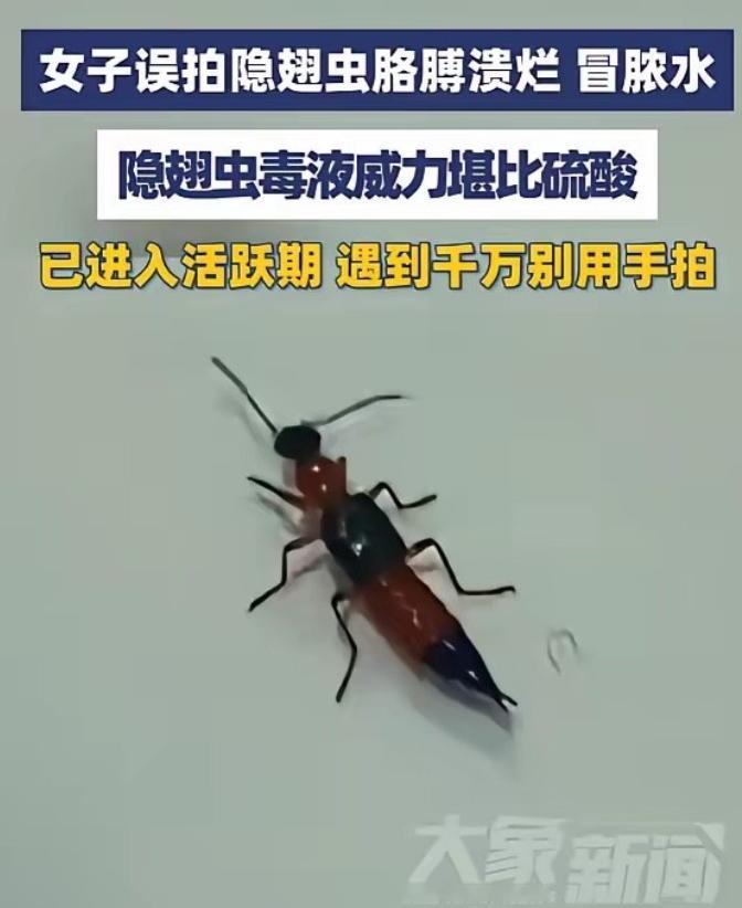 浙江义乌一名女子看到窗边有只不起眼的小黑虫，下意识抬手就拍死了。本以为只是小事一