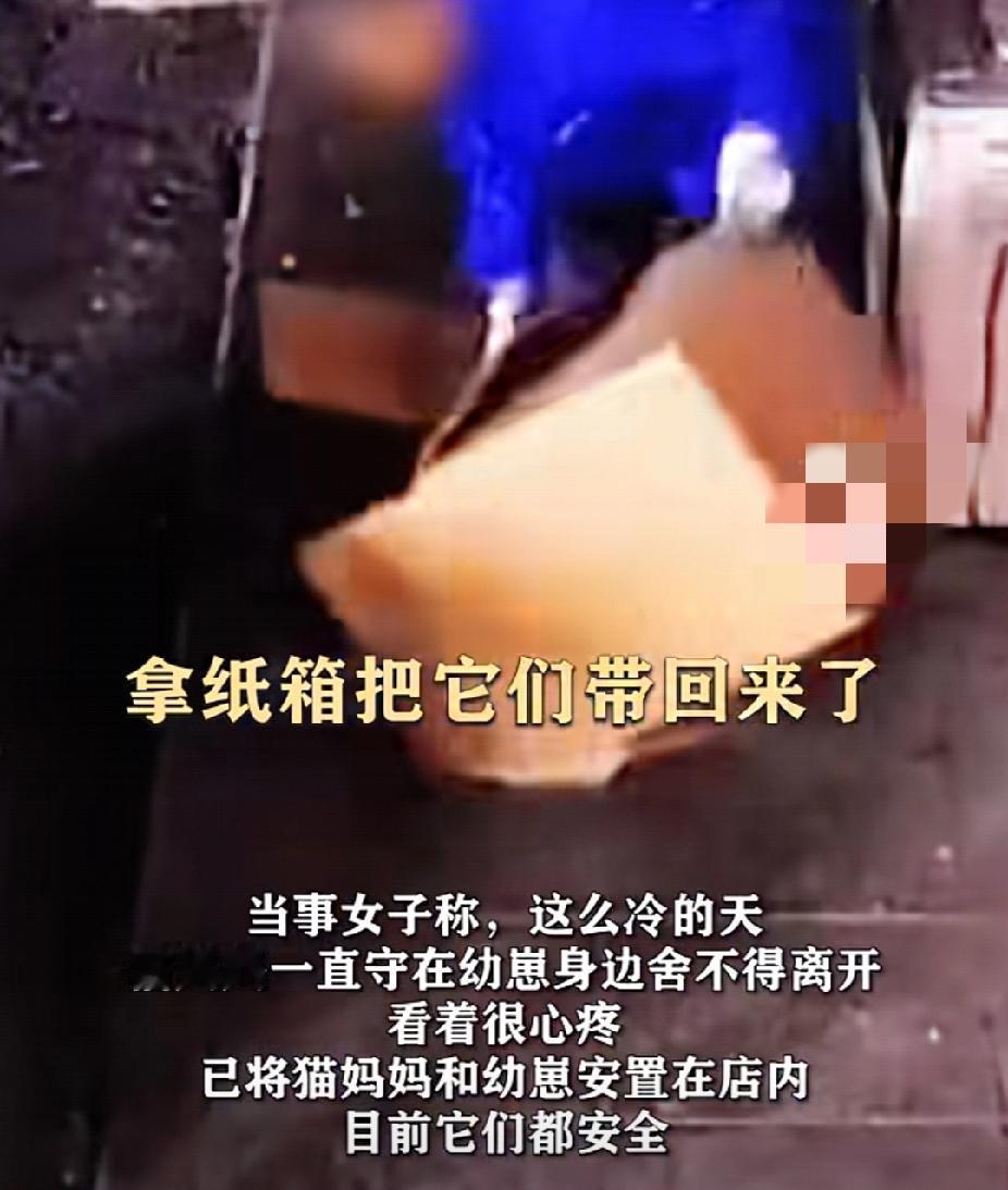 太过分了！流浪猫产五只猫崽，女子心疼用纸箱垫子安置，第二天发现猫崽被倒在地上发抖