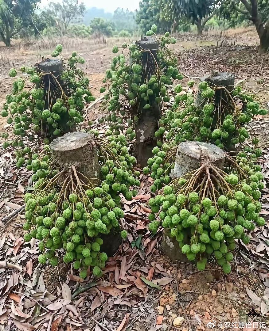 岭南荔枝园。。
