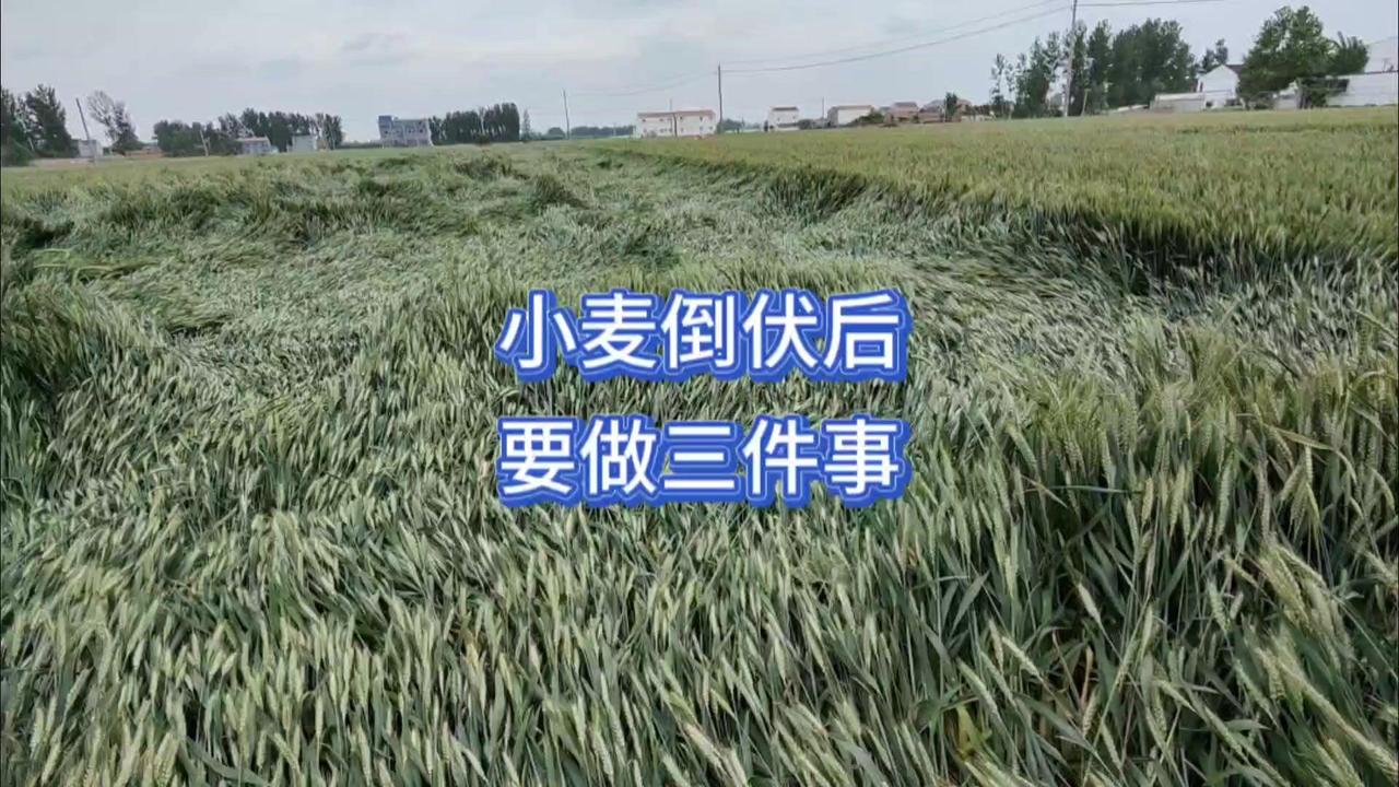 黄淮麦区小麦倒伏别慌！小麦正值抽穗期，自身背地性强，轻微倒伏的植株叶片和麦穗能自