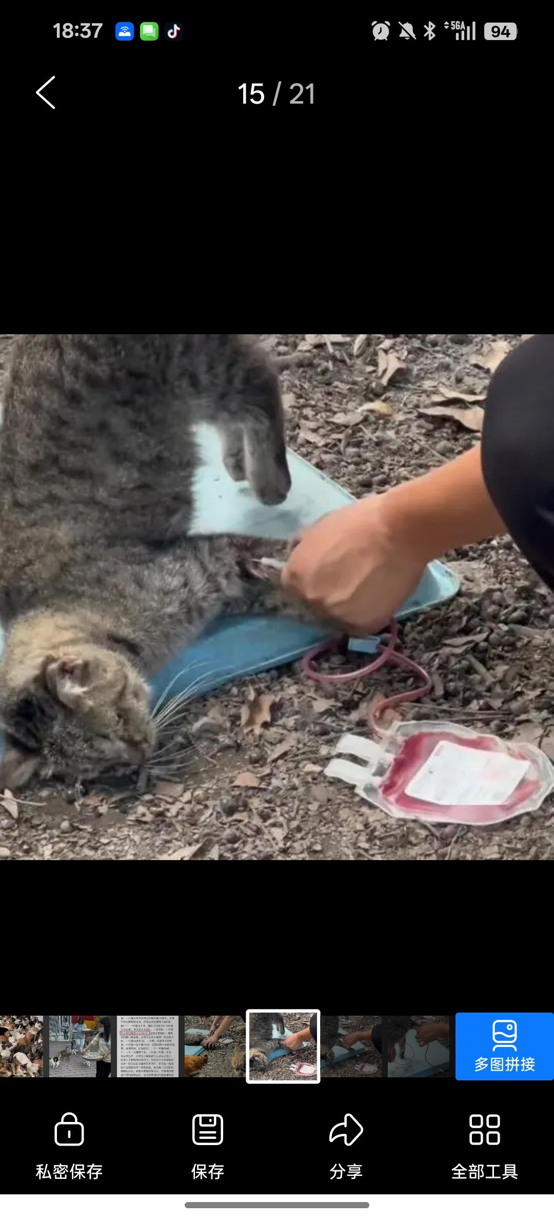 我为被抽干血的狸花猫发声。必须让这丧尽天良的宠物医院关门倒闭付出代价！